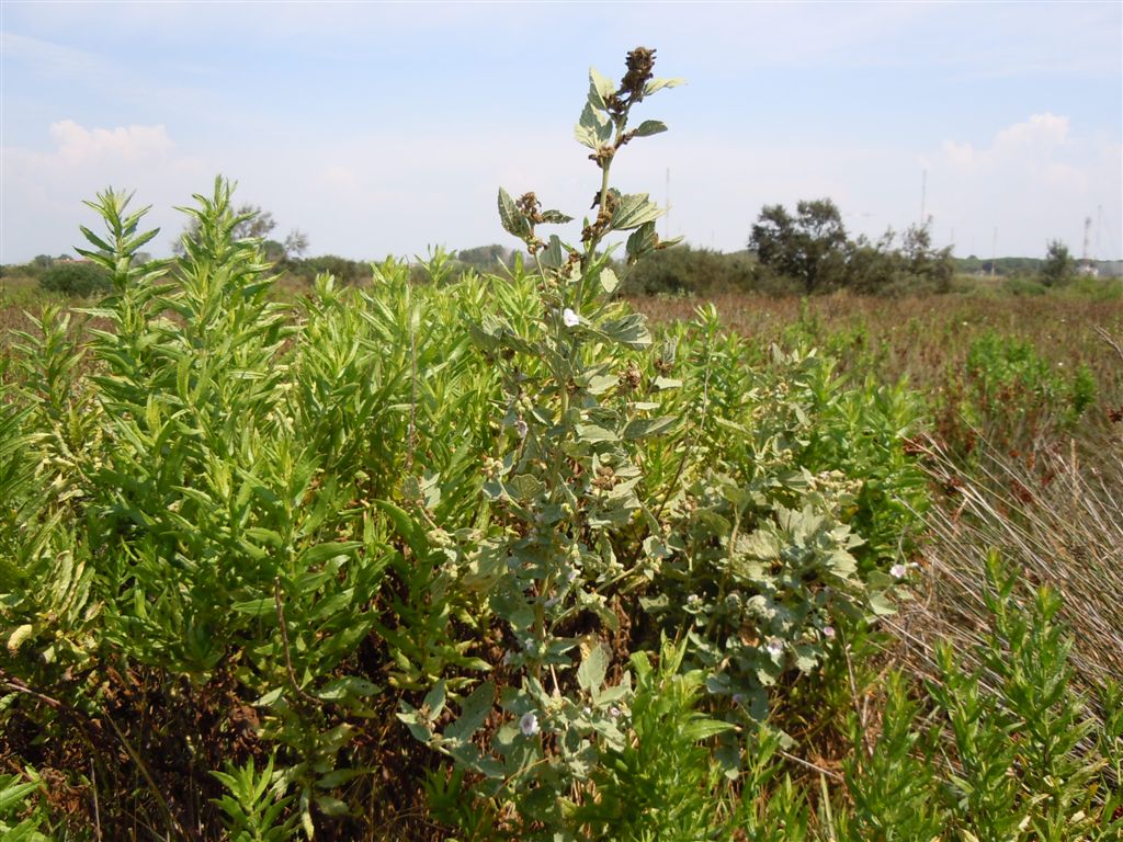 Althaea officinalis / Altea comune